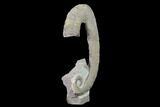 Rare, Heteromorph (Ancyloceras sp?) Ammonite - France #139146-1